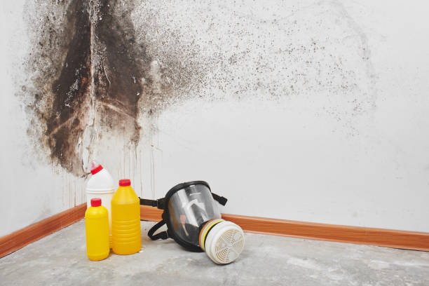 Best Emergency Mold Remediation in Redfield, AR