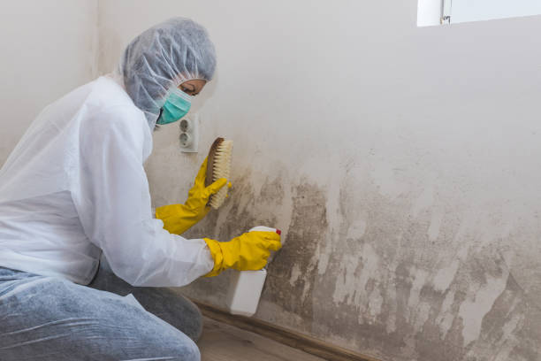 Best Health and Safety Mold Remediation in Redfield, AR