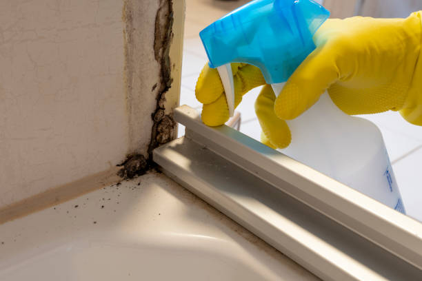 Best Residential Mold Remediation in Redfield, AR