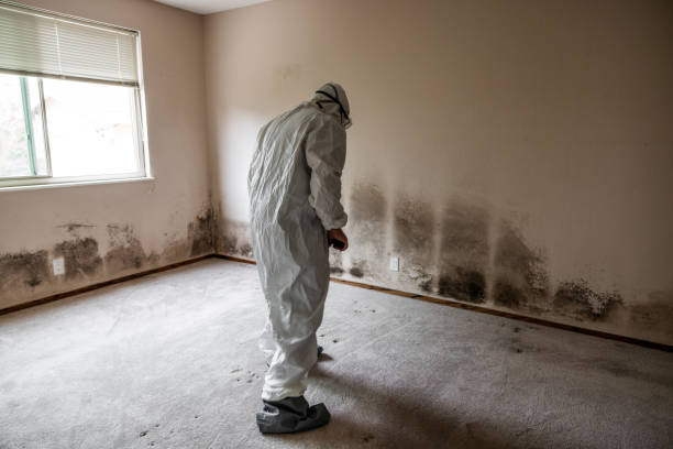 Best Insurance-Related Mold Remediation in Redfield, AR