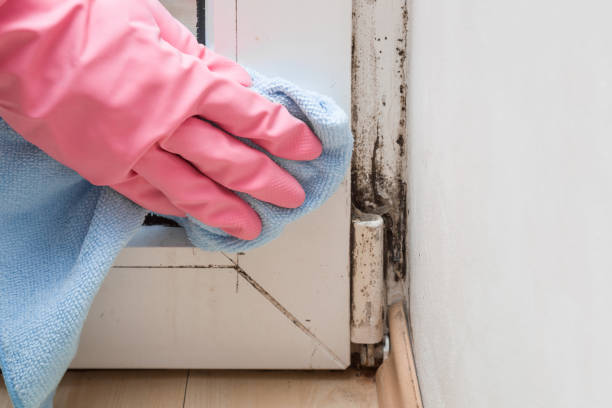 Best Attic Mold Remediation in Redfield, AR